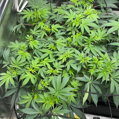 Critical Kush - GwJ Community Award Winning Celebration Grow Part 1 - The Winner - by KilliczGe growlog timeline photo