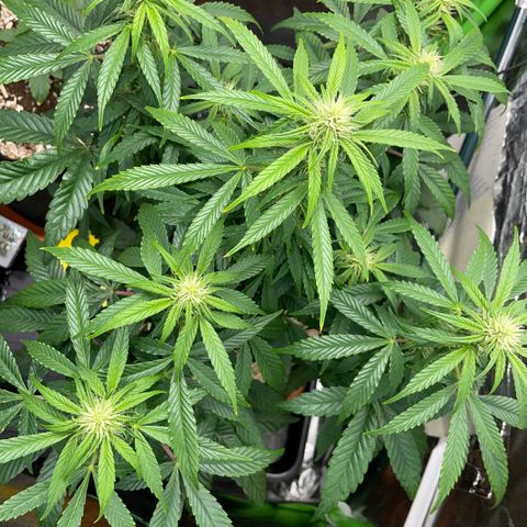 Grape Soda Auto - by KilliczGe growlog timeline photo
