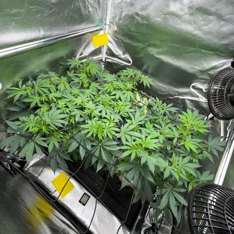Critical Kush - GwJ Community Award Winning Celebration Grow Part 1 - The Winner - by KilliczGe growlog timeline photo