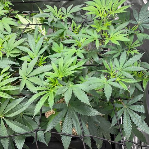 Special Kush 1 - GwJ Community Award Winning Celebration Grow Part 2 -The Price - by KilliczGe growlog timeline photo