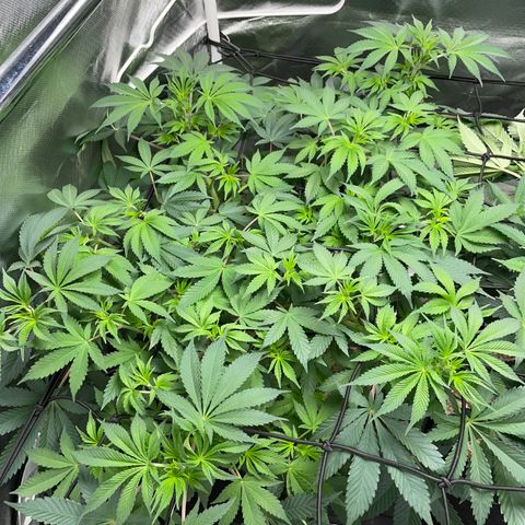 Critical Kush - GwJ Community Award Winning Celebration Grow Part 1 - The Winner - by KilliczGe growlog timeline photo