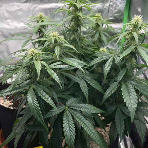 Grape Soda Auto - by KilliczGe growlog timeline photo