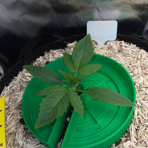 Wedding Cake Auto by KilliczGe growlog timeline photo