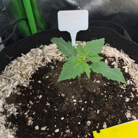 Sherbet Queen Auto by KilliczGe  growlog timeline photo