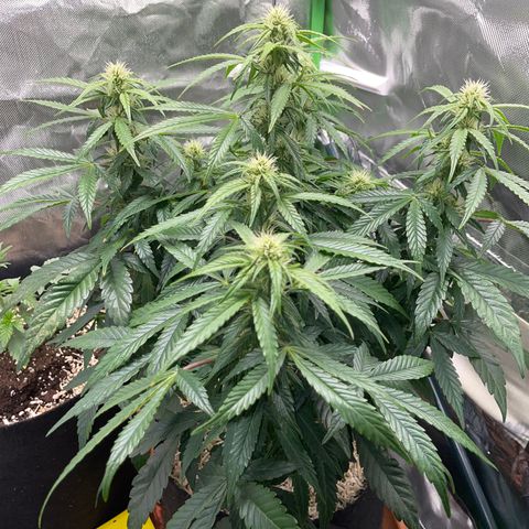 Grape Soda Auto - by KilliczGe growlog timeline photo