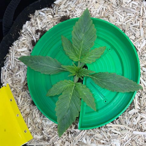 Wedding Cake Auto by KilliczGe growlog timeline photo