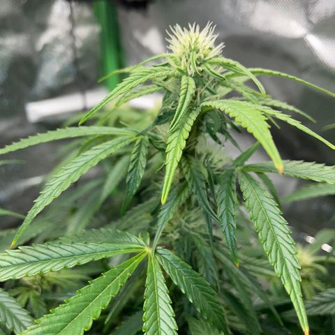 Grape Soda Auto - by KilliczGe growlog timeline photo