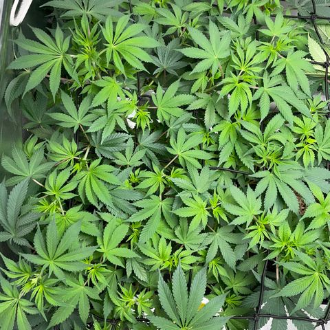 Critical Kush - GwJ Community Award Winning Celebration Grow Part 1 - The Winner - by KilliczGe growlog timeline photo