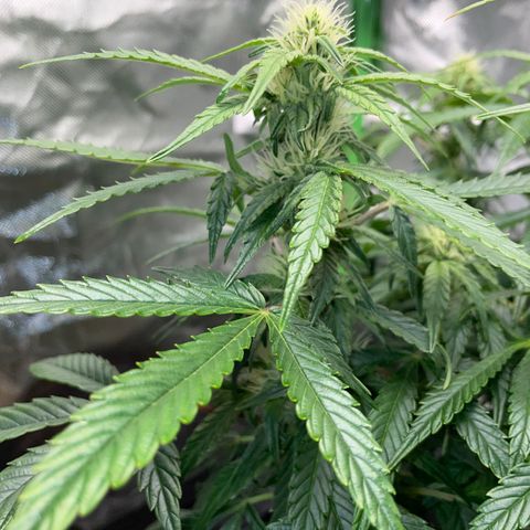 Grape Soda Auto - by KilliczGe growlog timeline photo