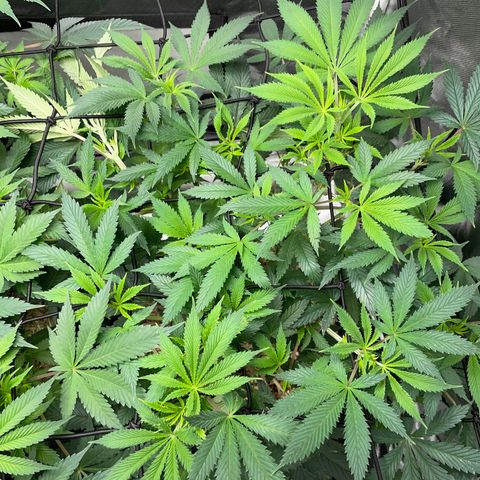 Special Kush 1 - GwJ Community Award Winning Celebration Grow Part 2 -The Price - by KilliczGe growlog timeline photo
