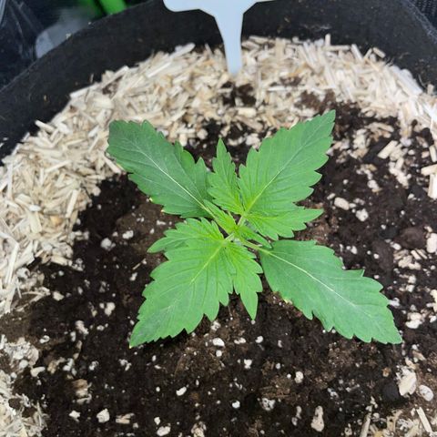Sherbet Queen Auto by KilliczGe  growlog timeline photo