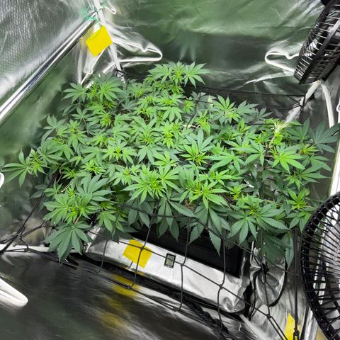 Critical Kush - GwJ Community Award Winning Celebration Grow Part 1 - The Winner - by KilliczGe growlog timeline photo