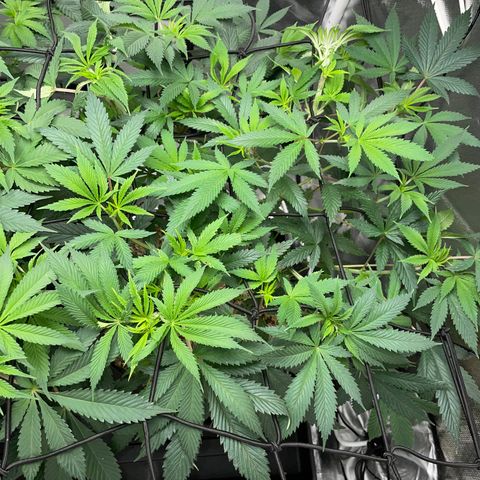 Special Kush 1 - GwJ Community Award Winning Celebration Grow Part 2 -The Price - by KilliczGe growlog timeline photo