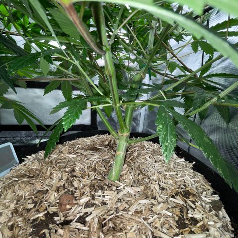 Special Kush 1 - GwJ Community Award Winning Celebration Grow Part 2 -The Price - by KilliczGe growlog timeline photo