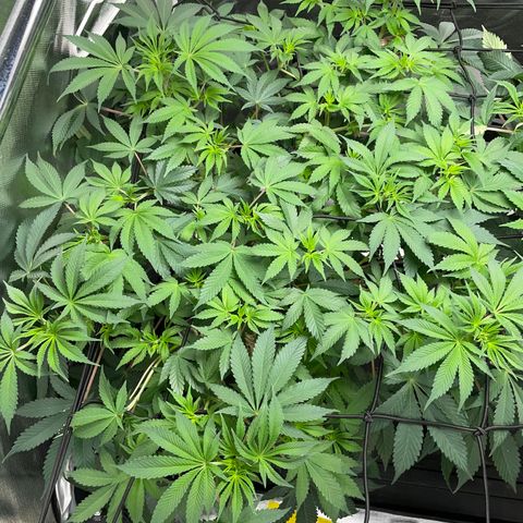 Critical Kush - GwJ Community Award Winning Celebration Grow Part 1 - The Winner - by KilliczGe growlog timeline photo
