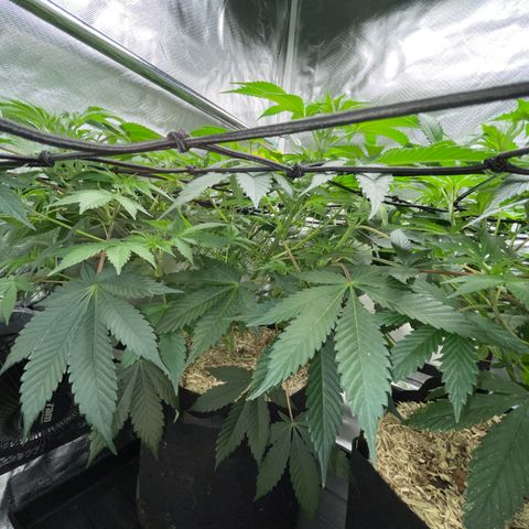 Critical Kush - GwJ Community Award Winning Celebration Grow Part 1 - The Winner - by KilliczGe growlog timeline photo