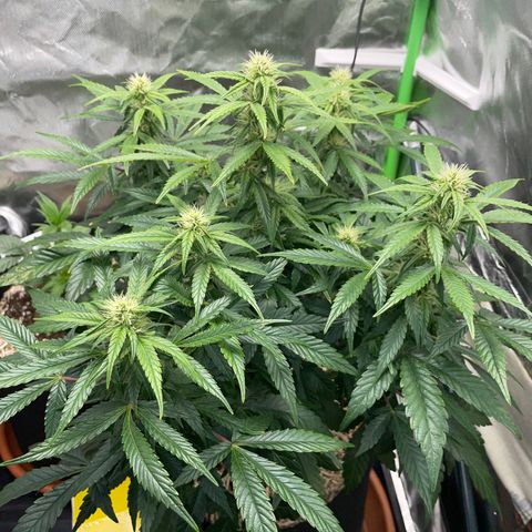 Grape Soda Auto - by KilliczGe growlog timeline photo