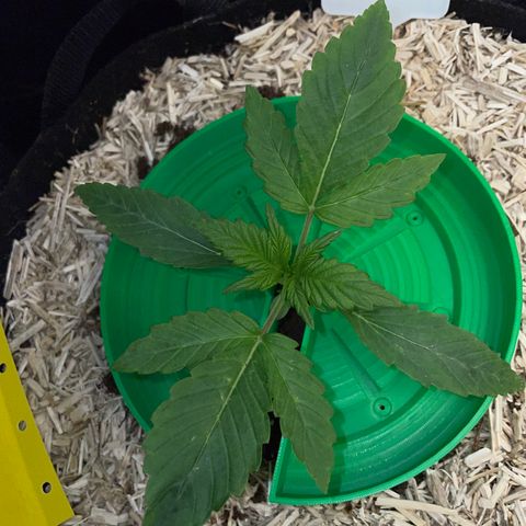 Wedding Cake Auto by KilliczGe growlog timeline photo
