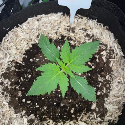 Sherbet Queen Auto by KilliczGe  growlog timeline photo