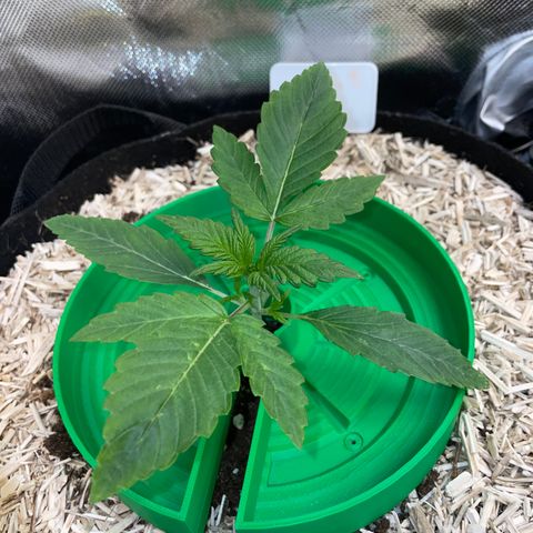 Wedding Cake Auto by KilliczGe growlog timeline photo