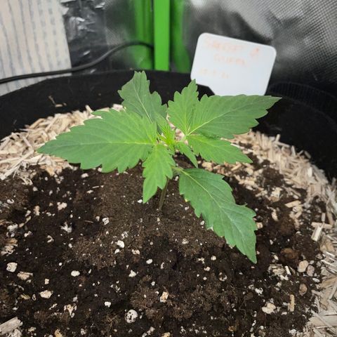 Sherbet Queen Auto by KilliczGe  growlog timeline photo