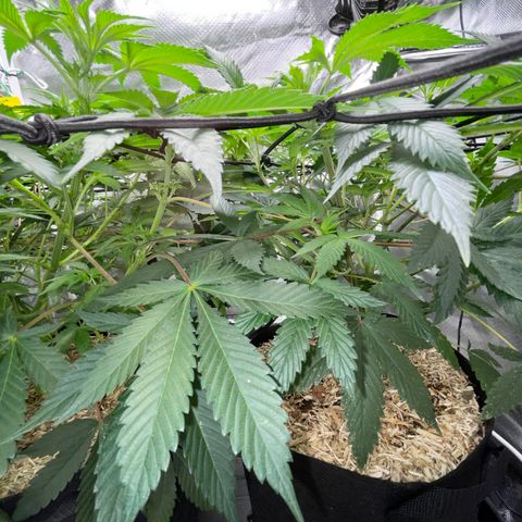 Special Kush 1 - GwJ Community Award Winning Celebration Grow Part 2 -The Price - by KilliczGe growlog timeline photo
