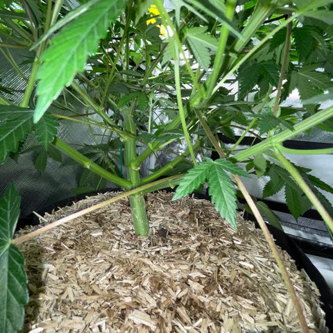 Critical Kush - GwJ Community Award Winning Celebration Grow Part 1 - The Winner - by KilliczGe growlog timeline photo