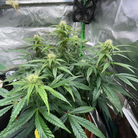 Grape Soda Auto - by KilliczGe growlog timeline photo