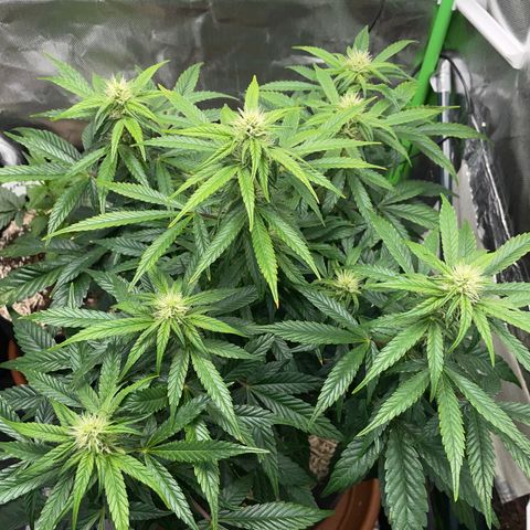 Grape Soda Auto - by KilliczGe growlog timeline photo