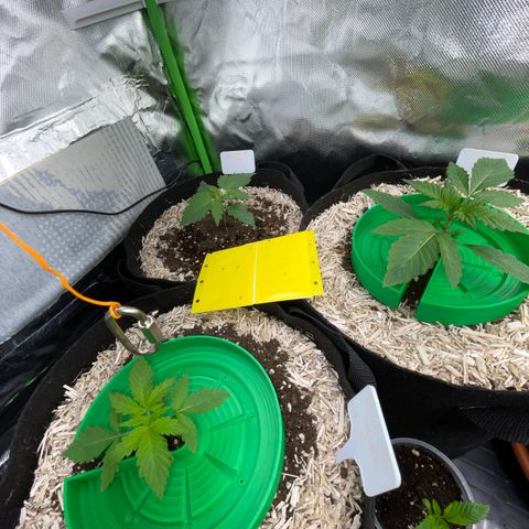 Wedding Cake Auto by KilliczGe growlog timeline photo