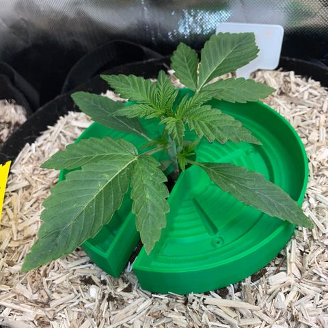 Wedding Cake Auto by KilliczGe growlog timeline photo
