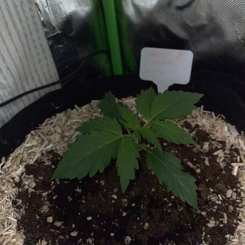 Sherbet Queen Auto by KilliczGe  growlog timeline photo