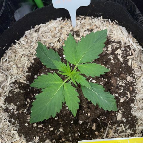 Sherbet Queen Auto by KilliczGe  growlog timeline photo