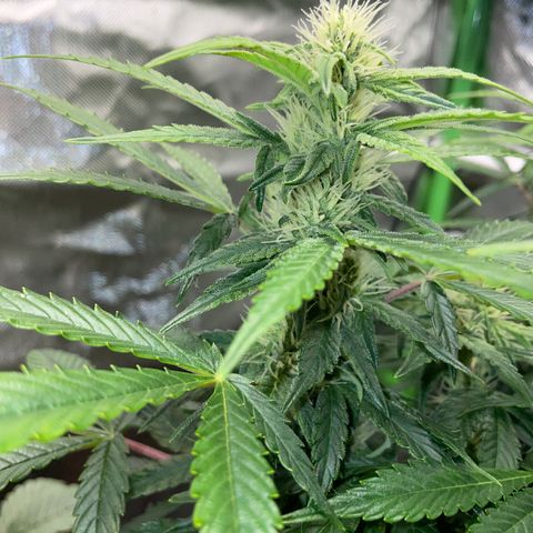 Grape Soda Auto - by KilliczGe growlog timeline photo