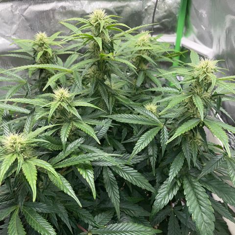Grape Soda Auto - by KilliczGe growlog timeline photo