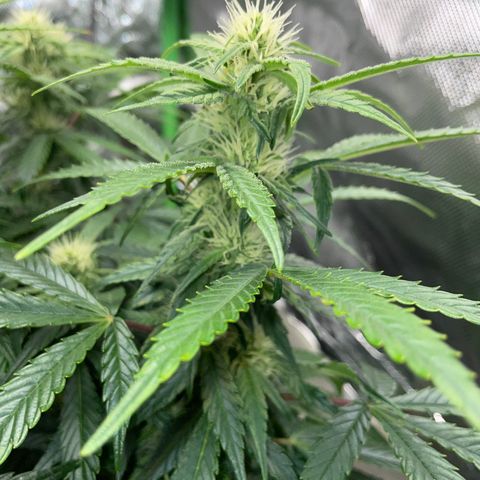 Grape Soda Auto - by KilliczGe growlog timeline photo