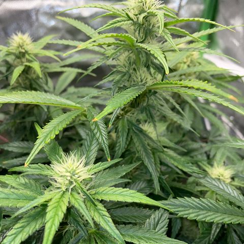 Grape Soda Auto - by KilliczGe growlog timeline photo