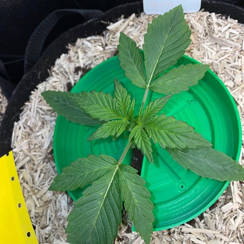 Wedding Cake Auto by KilliczGe growlog timeline photo