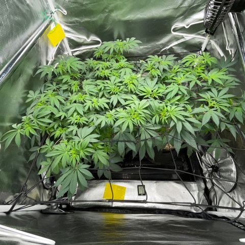 Critical Kush - GwJ Community Award Winning Celebration Grow Part 1 - The Winner - by KilliczGe growlog timeline photo