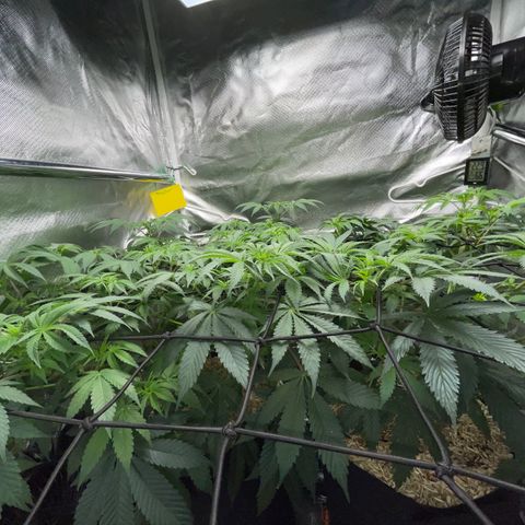 Critical Kush - GwJ Community Award Winning Celebration Grow Part 1 - The Winner - by KilliczGe growlog timeline photo
