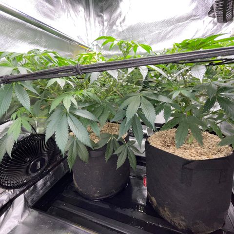 Critical Kush - GwJ Community Award Winning Celebration Grow Part 1 - The Winner - by KilliczGe growlog timeline photo