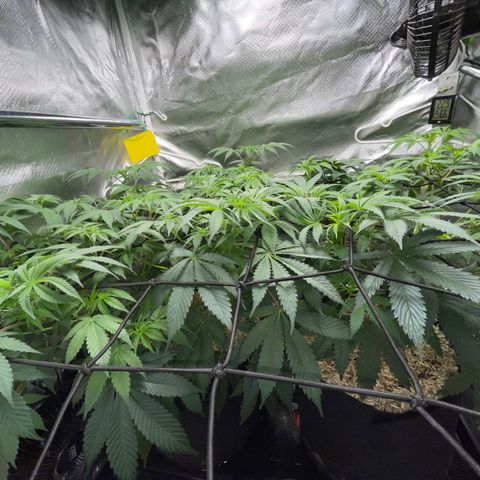 Critical Kush - GwJ Community Award Winning Celebration Grow Part 1 - The Winner - by KilliczGe growlog timeline photo