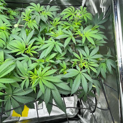 Special Kush 1 - GwJ Community Award Winning Celebration Grow Part 2 -The Price - by KilliczGe growlog timeline photo