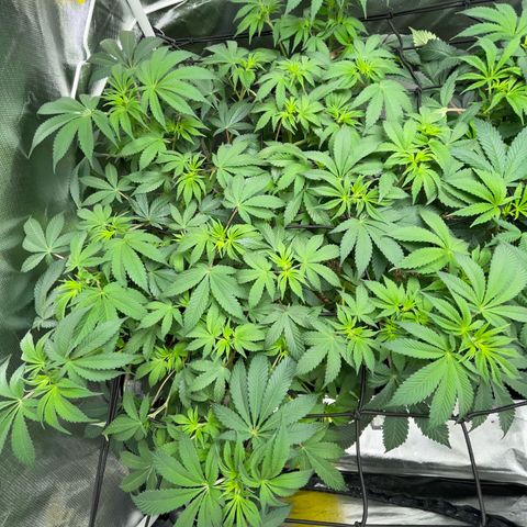 Critical Kush - GwJ Community Award Winning Celebration Grow Part 1 - The Winner - by KilliczGe growlog timeline photo
