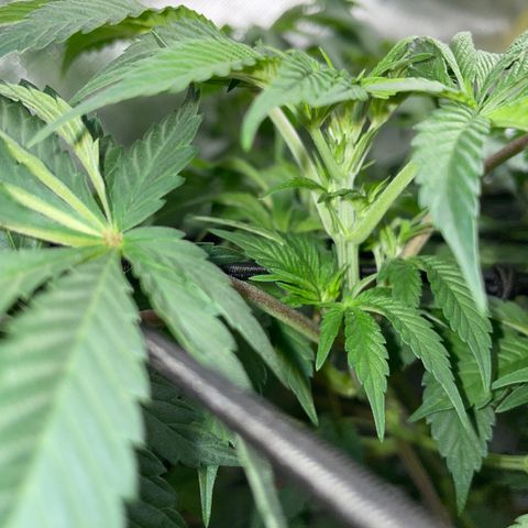 Critical Kush - GwJ Community Award Winning Celebration Grow Part 1 - The Winner - by KilliczGe growlog timeline photo