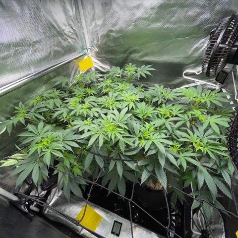 Critical Kush - GwJ Community Award Winning Celebration Grow Part 1 - The Winner - by KilliczGe growlog timeline photo