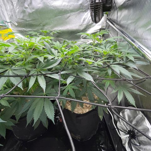 Special Kush 1 - GwJ Community Award Winning Celebration Grow Part 2 -The Price - by KilliczGe growlog timeline photo