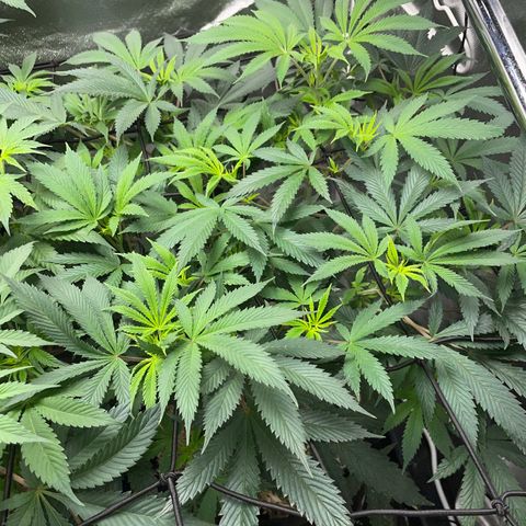 Special Kush 1 - GwJ Community Award Winning Celebration Grow Part 2 -The Price - by KilliczGe growlog timeline photo