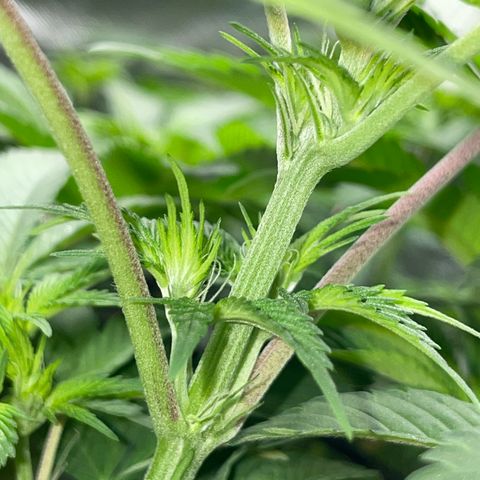Critical Kush - GwJ Community Award Winning Celebration Grow Part 1 - The Winner - by KilliczGe growlog timeline photo