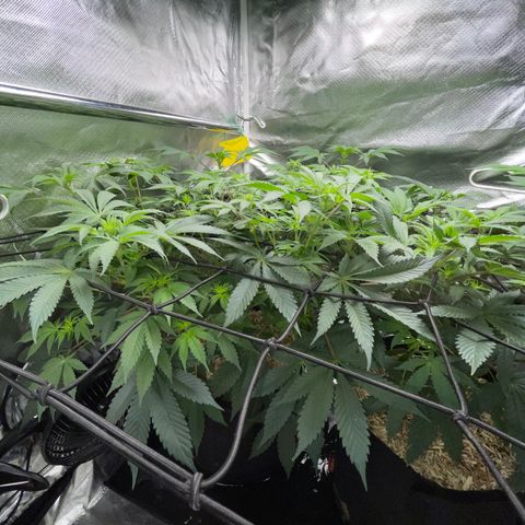 Critical Kush - GwJ Community Award Winning Celebration Grow Part 1 - The Winner - by KilliczGe growlog timeline photo